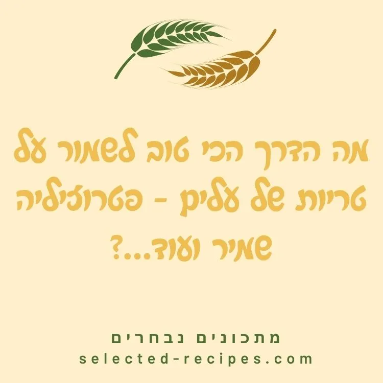 מה הדרך הכי טוב לשמור על טריות של עלים - פטרוזיליה שמיר ועוד?