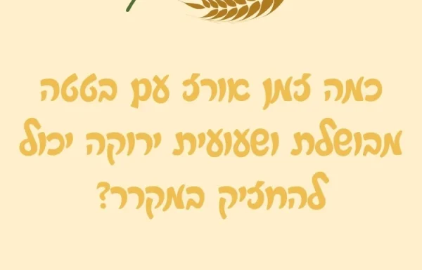 כמה זמן אורז עם בטטה מבושלת ושעועית ירוקה יכול להחזיק במקרר?