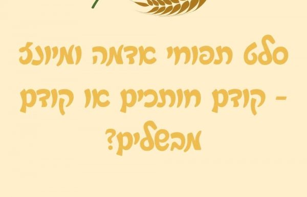 סלט תפוחי אדמה ומיונז – קודם חותכים או קודם מבשלים?